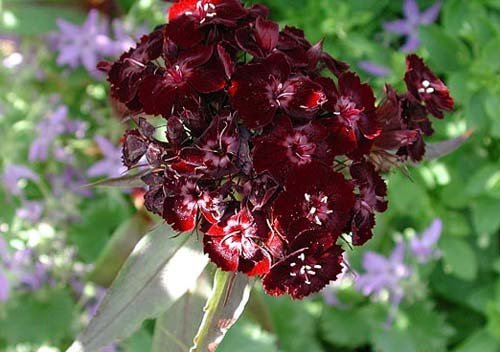 Dianthus barbatus 'Sooty' - Borstnejlika