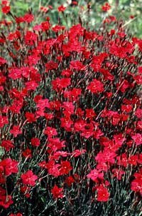 Dianthus deltoides 'Rubra' - Backnejlika