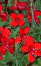 Dianthus deltoides 'Flashing Light' - Backnejlika