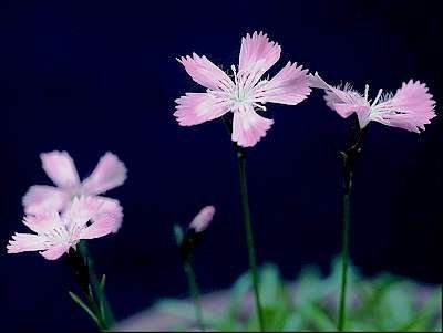 Dianthus nitidus - Purpurnejlika