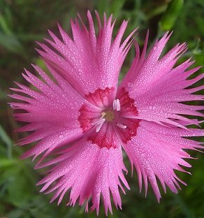 Dianthus plumarius 'Ipswish Pink' - Fjädernejlika