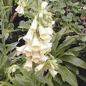 Digitalis grandiflora 'Temple Bells' - Fingerborgsblomma