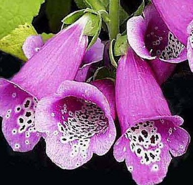 Digitalis purpurea 'Gloxiniiflora' - Fingerborgsblomma