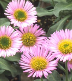 Erigeron 'Rosa Juvel' - Praktbinka