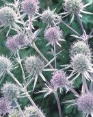 Eryngium planum - Rysk martorn