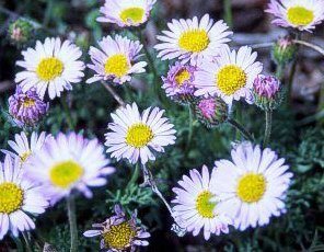 Erigeron compositus - Vit Binka