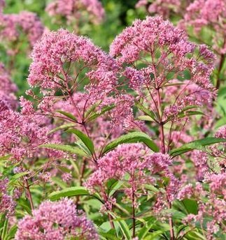 Eupatorium maculatum - Fläckflockel