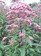 Eupatorium atropurpureum - Rosenflockel