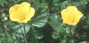 Geum rodopaeum - Nejlikrot