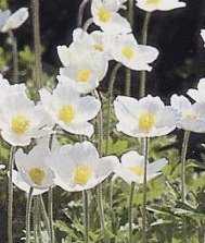 Anemone sylvestris - Tovsippa