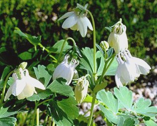 Aquilegia flabellata nana 'Alba' - Japansk akleja