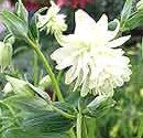 Aquilegia vulgaris 'White Barlow' - Akleja