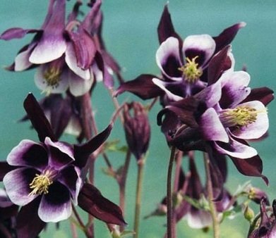 Aquilegia vulgaris 'William Guinnes' - Akleja