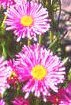 Aster alpinus 'Pinkie' - Alpaster