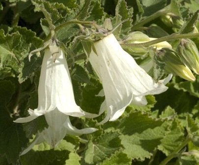 Campanula ochroleuca - Mjölkhjärtklocka