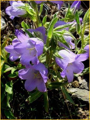 Campanula speciosa - Klocka