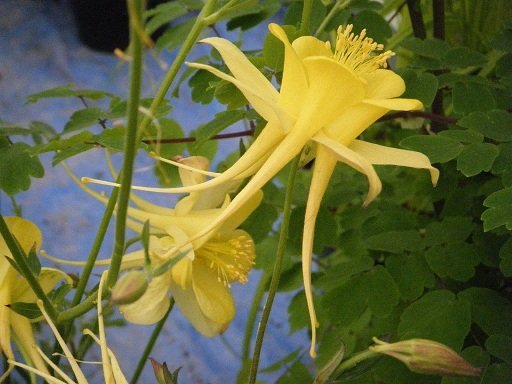 Aquilegia vulgaris 'Yellow Queen' - Akleja