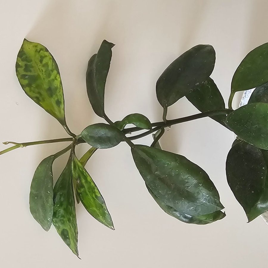 Hoya lacunosa Amarillo