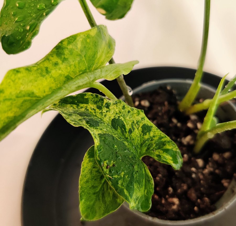 Syngonium podophyllum ’Mottled Mojito’ nr 29