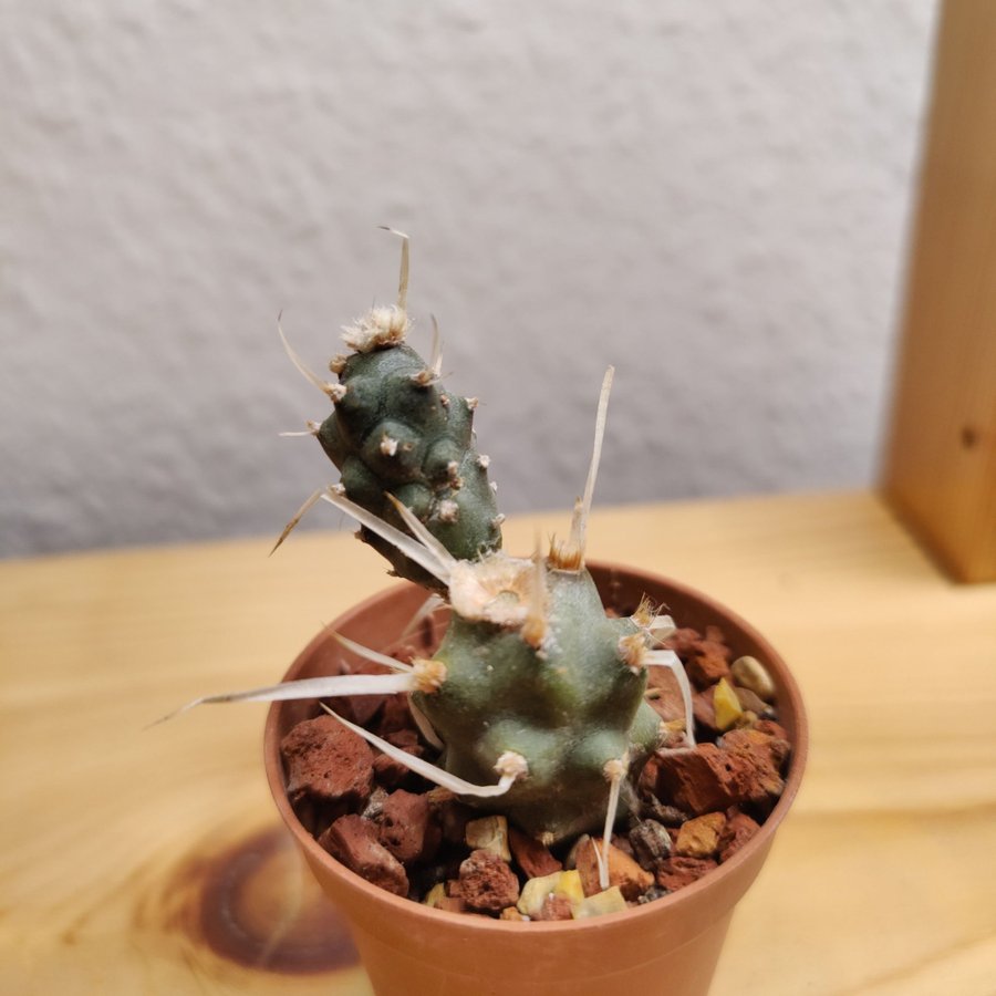 tephrocactus articulatus var papyracanthus