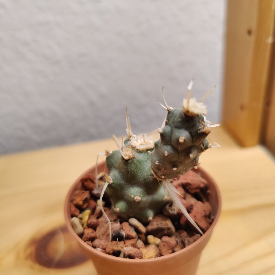 tephrocactus articulatus var papyracanthus