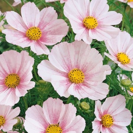 Rosenskära Cosmos 'Versailles Flush´, höjd 90-120 cm, blom till frost, 40 frön