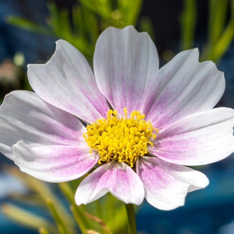 Rosenskära Cosmos 'Versailles Flush´, höjd 90-120 cm, blom till frost, 40 frön