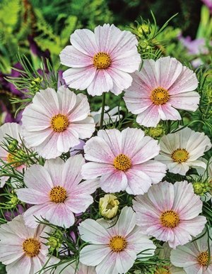 Rosenskära Cosmos 'Versailles Flush´, höjd 90-120 cm, blom till frost, 40 frön