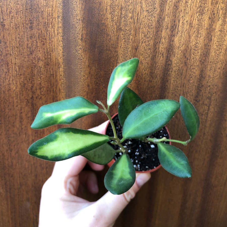 Hoya sp. aff. burtoniae ’Variegata’ / Ds70