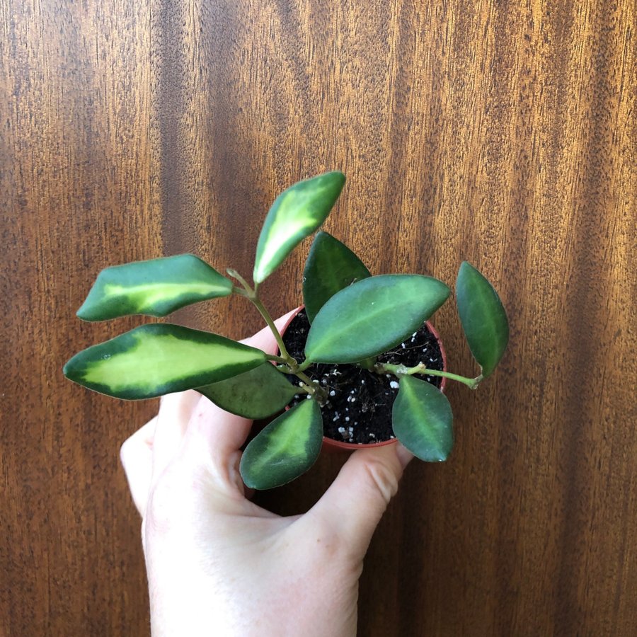 Hoya sp. aff. burtoniae ’Variegata’ / Ds70