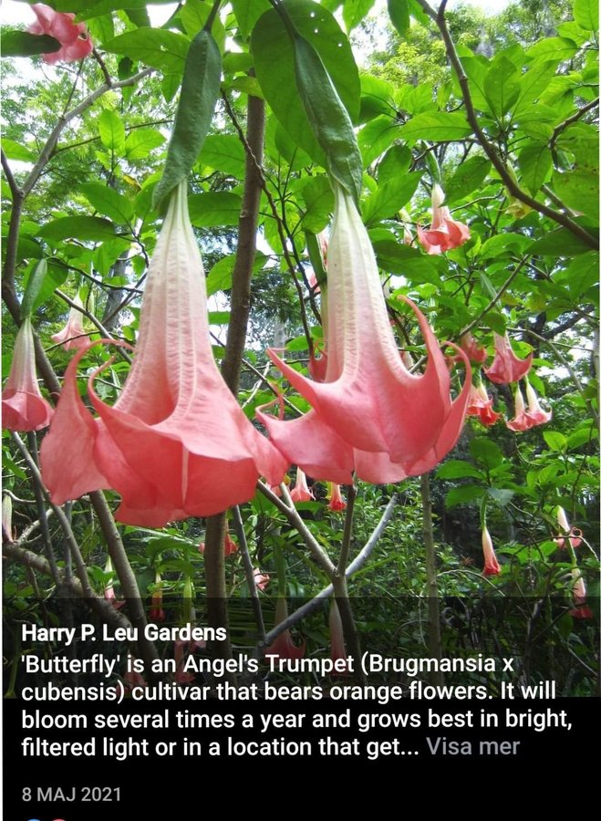 Brugsmansia 'Angels Butterfly' Änglatrumpet stickling