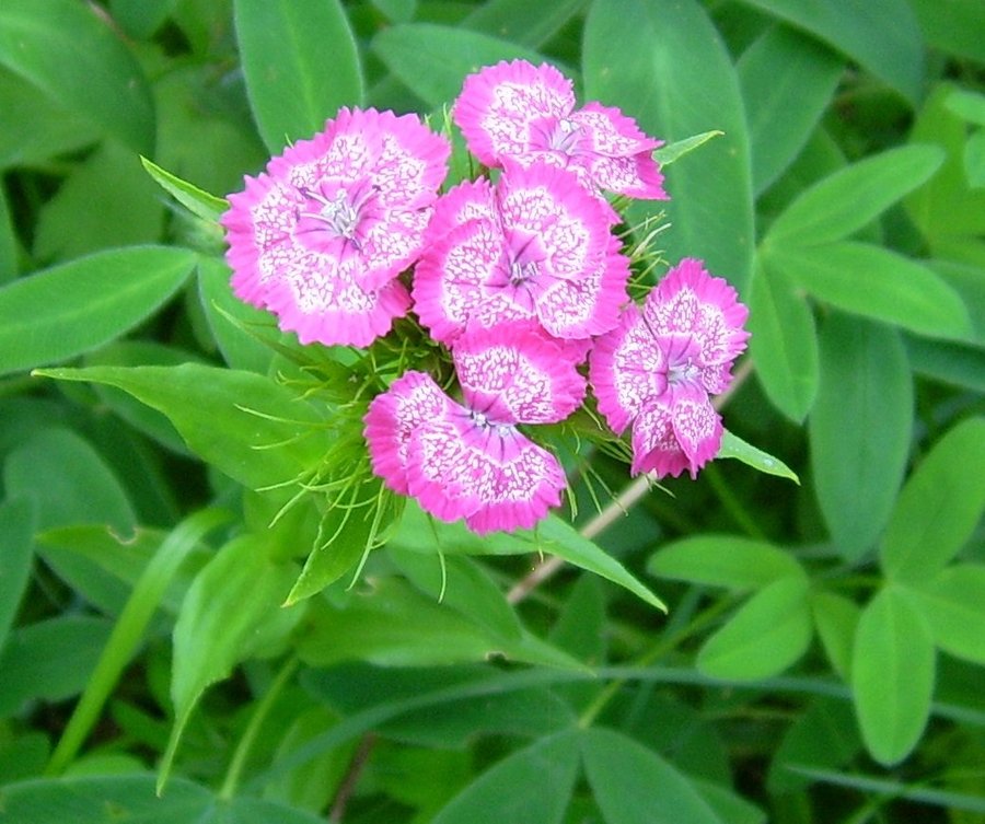 Borstnejlika Rosa och Vit Spräcklig 20 Frön