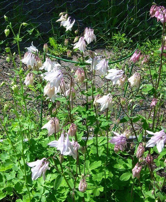 Akleja Mellan Rosa 20 Frön