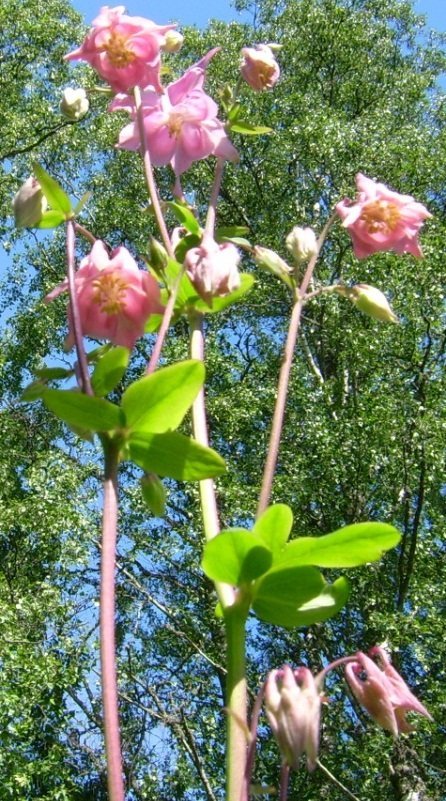 Akleja Mellan Rosa 20 Frön