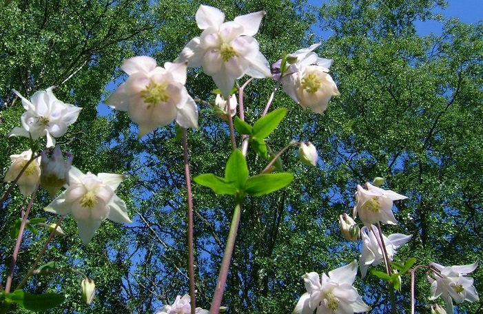 Akleja Ljus Rosa 20 Frön