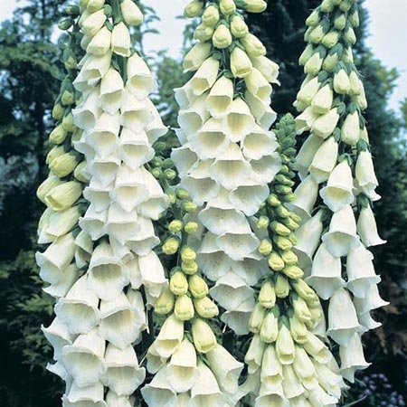 Fingerborgsblomma Alba Vit Kritvit 50 Frön