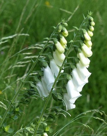 Fingerborgsblomma Alba Vit Kritvit 50 Frön