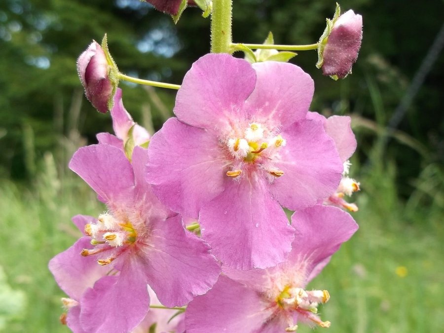 Kungsljus Viol- Antique Rose Rosa Violkungsljus 20 Frön