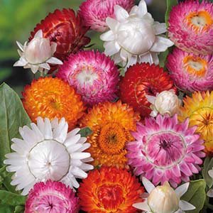 Eternell Jätte- Mix Jätteeternell Orange Rosa Vit 15 Frön Eternell