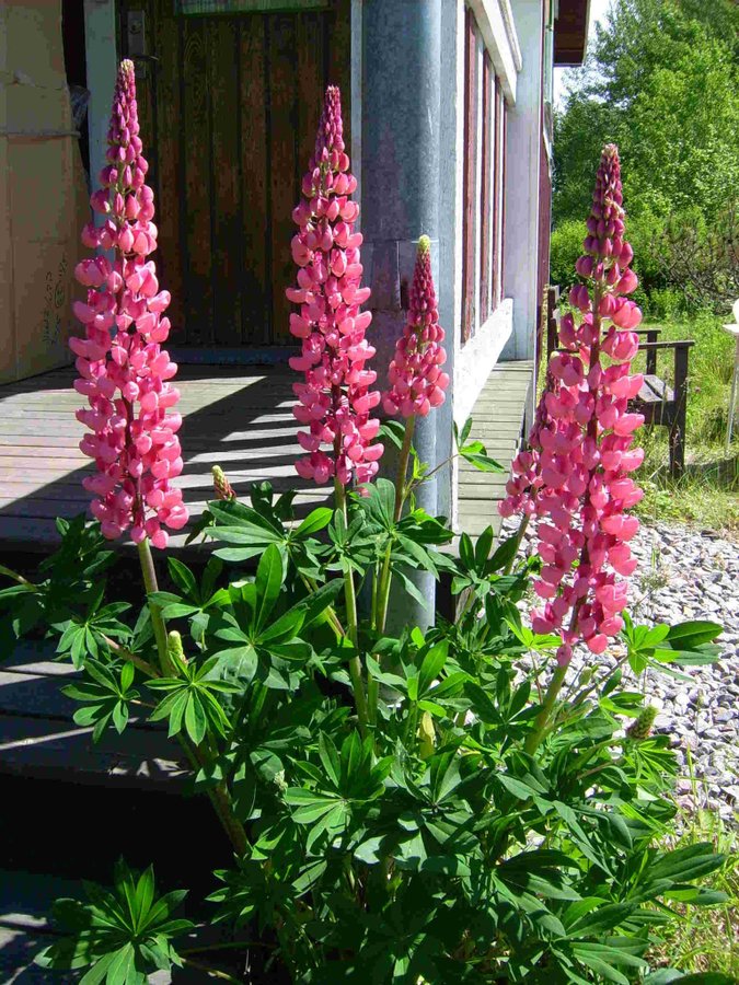 Lupin Mörk Rosa 20 Frön