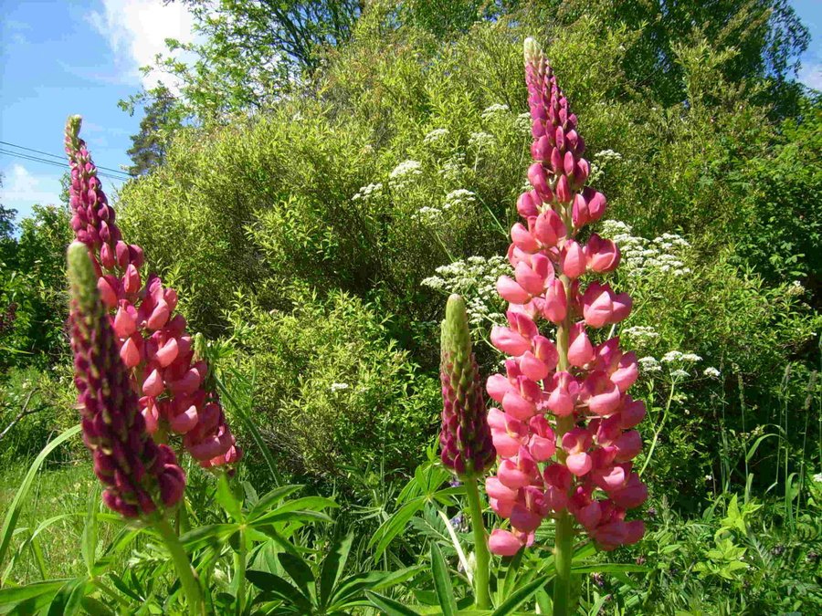 Lupin Mörk Rosa 20 Frön