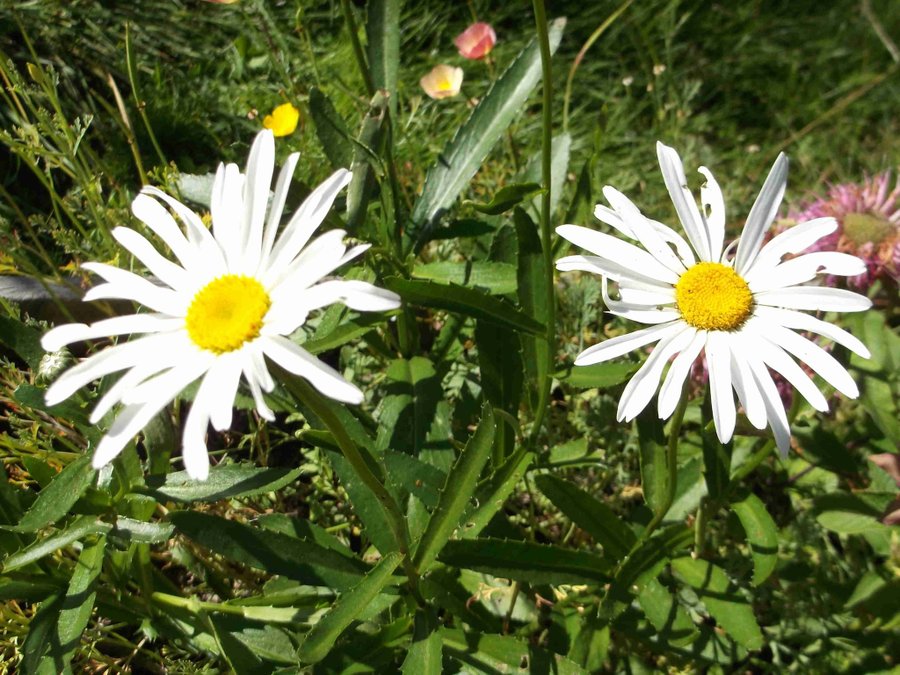 Prästkrage Vit Stora blommor 15 Frön