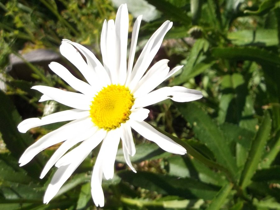 Prästkrage Vit Stora blommor 15 Frön