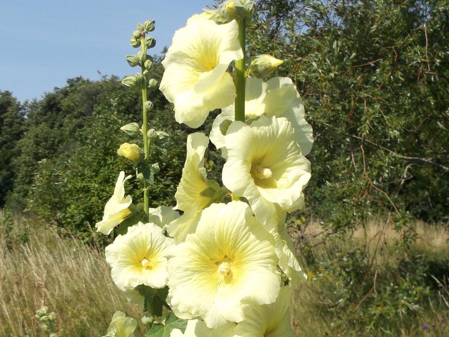 Stockros Gul Hög stora blommor 20 Frön