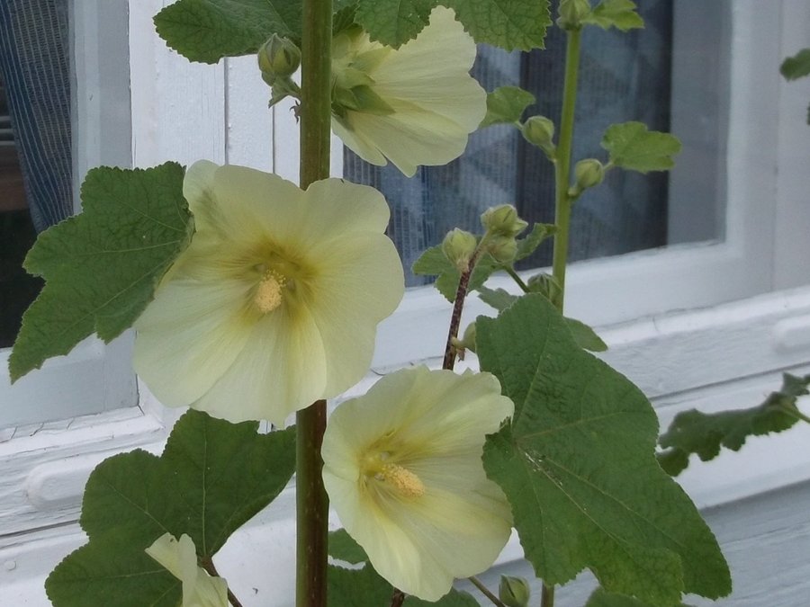 Stockros Gul Hög stora blommor 20 Frön