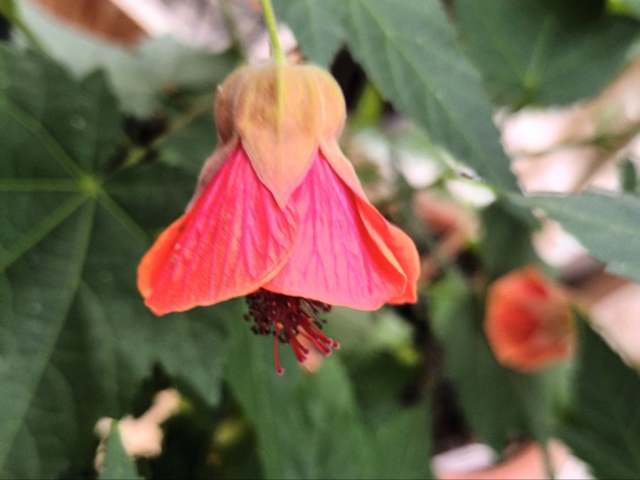 Abutilon - Blommande växt -Klockmalva -Blomsterlönn