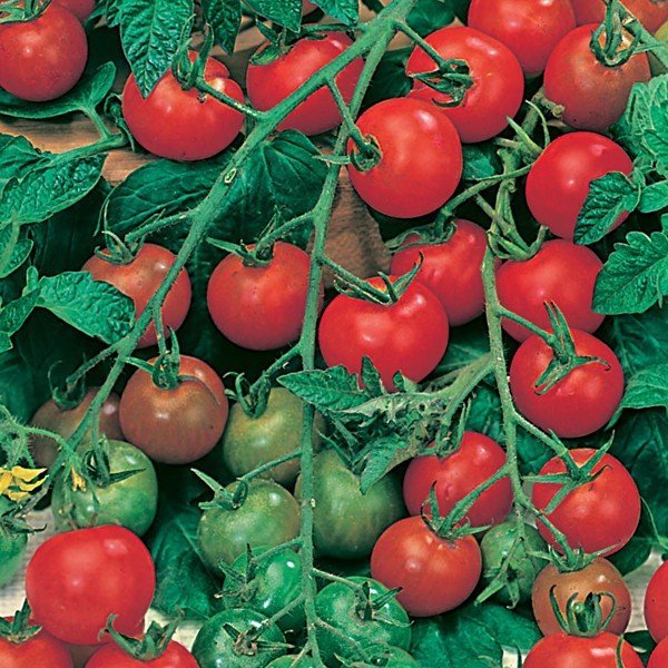 Tomat Gardener's Delight Körsbärstomat 5 Frön