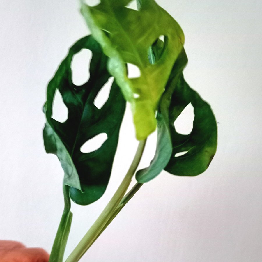 MONSTERA ADANSONI " MONKEY MASK,"- stickling