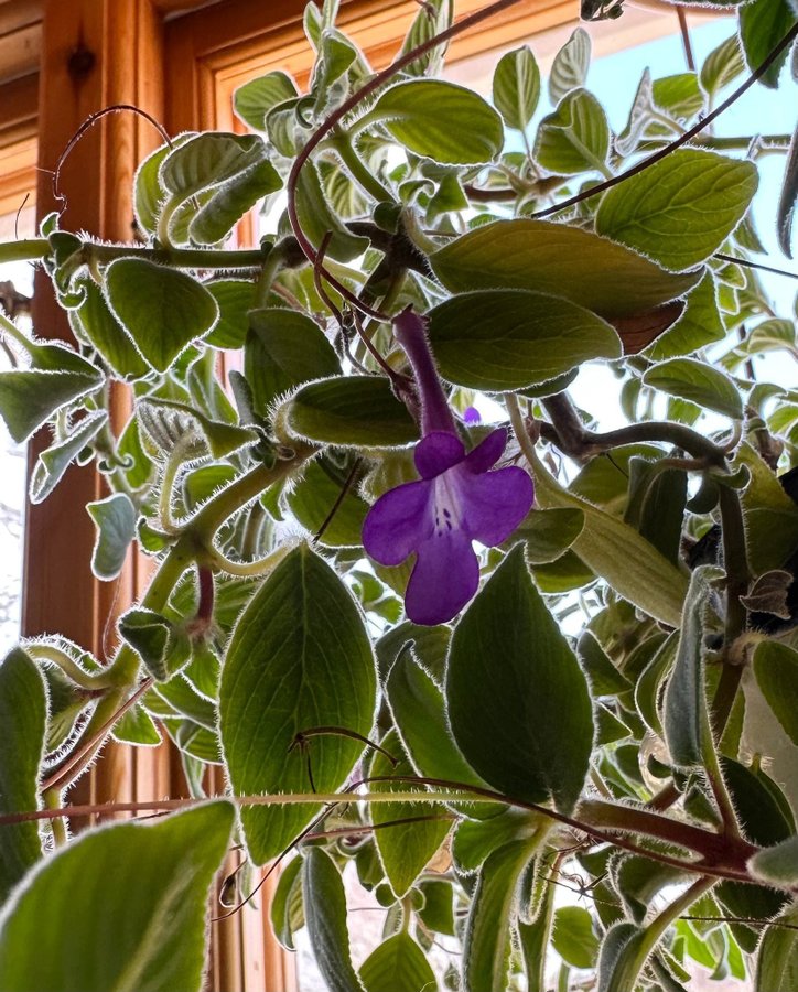 Hängstreptocarpus  Sammetskornettblomma (saxorum)