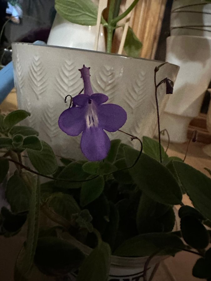 Hängstreptocarpus  Sammetskornettblomma (saxorum)